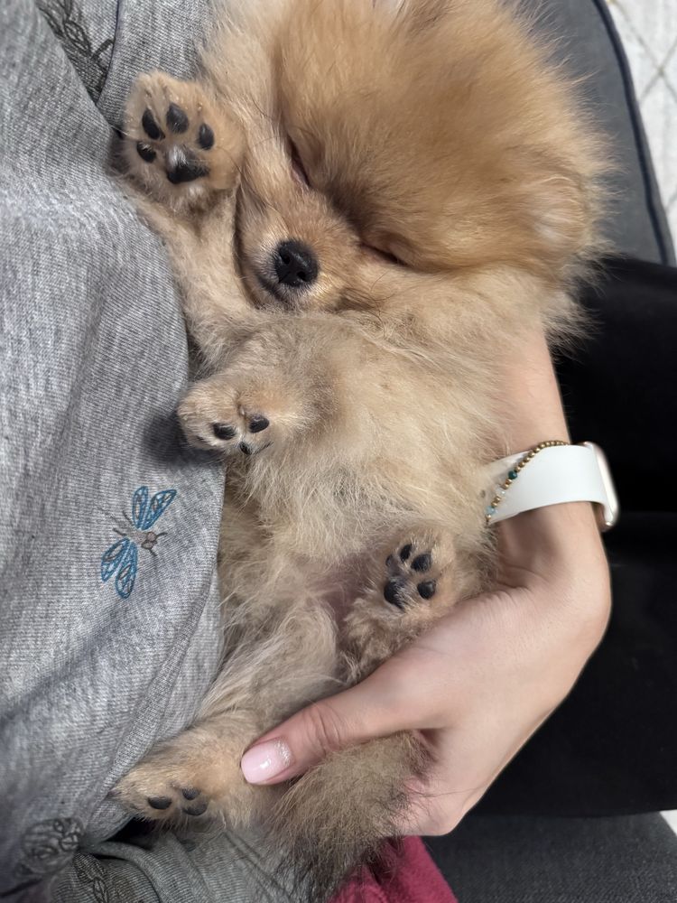 Mascul Pomeranian, pedigree FCI