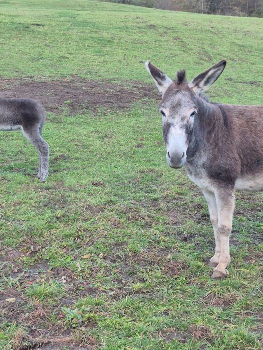 Magarita de vanzare cu pui