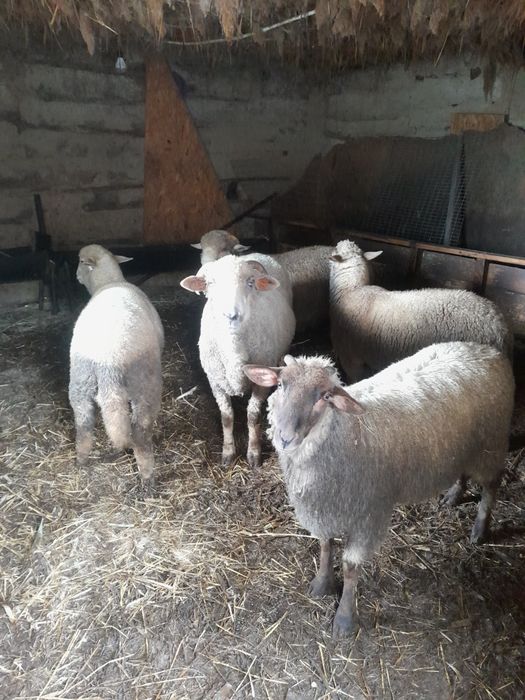 Vând cârlani  crescuți bio