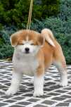 Akita Inu Mascul de top