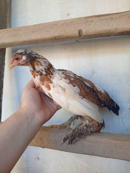 Продам японок  8-9 штук 1 из них чайник .