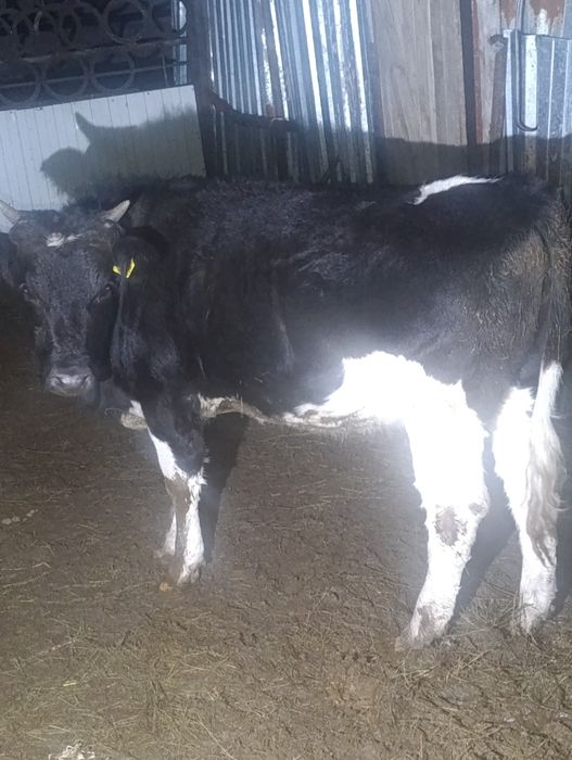 Продам тёлочку 1.5 года