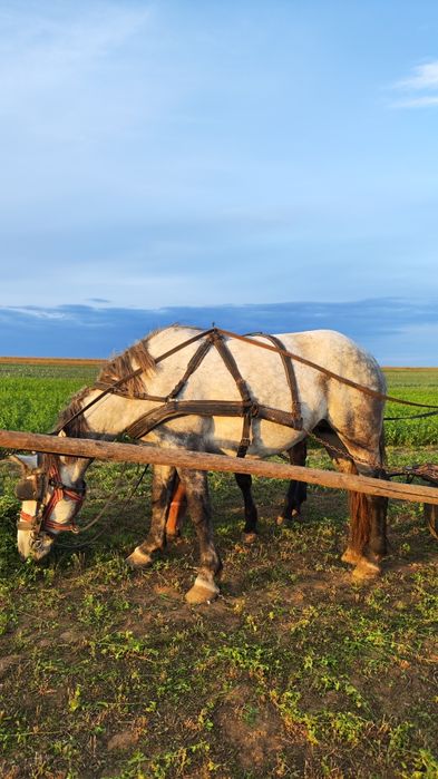 Manz de vanzare 6 luni