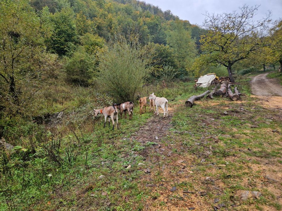 Vând capre   tinere  2 cu lapte și 2 iede