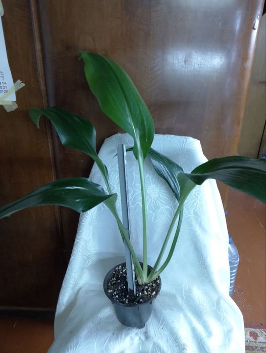 Комнатные цветы по Ташкенту