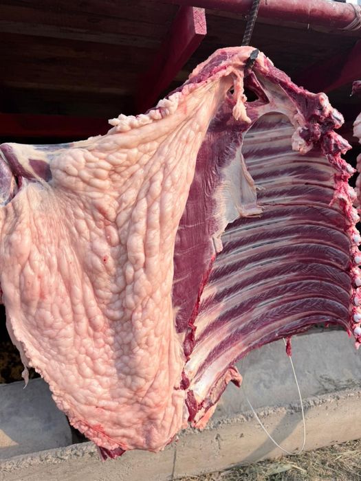 Соғым 1.5 жасар тайлар,