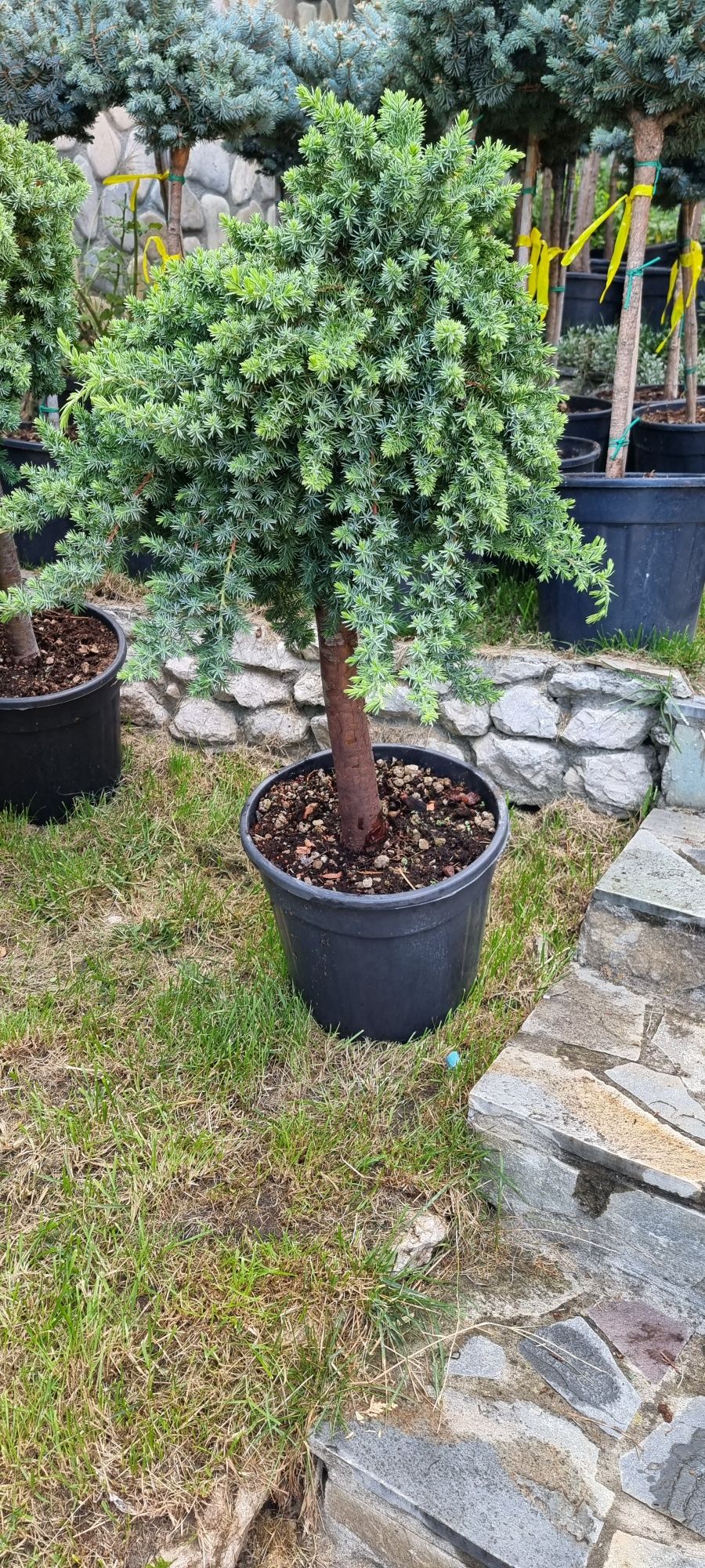 Buxus piramidal - pin - brazi pe picior - pon pon