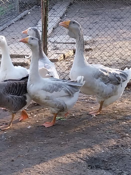 Gascan românesc/holmogor