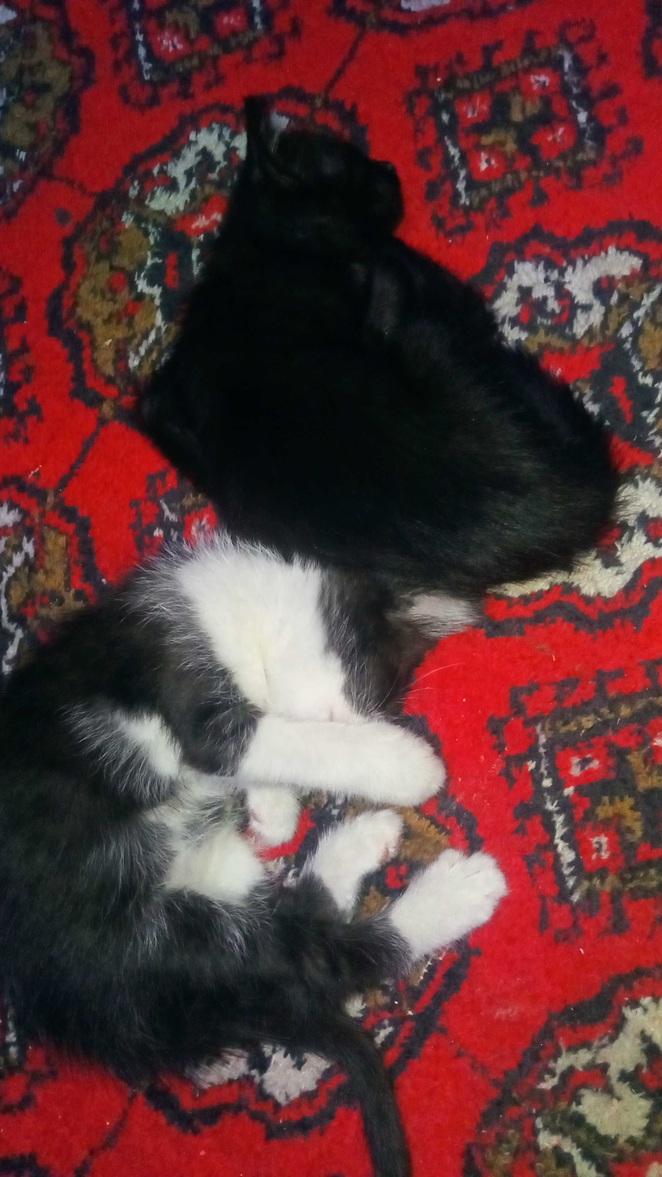 Котята 2 месяца мальчик и девочка
