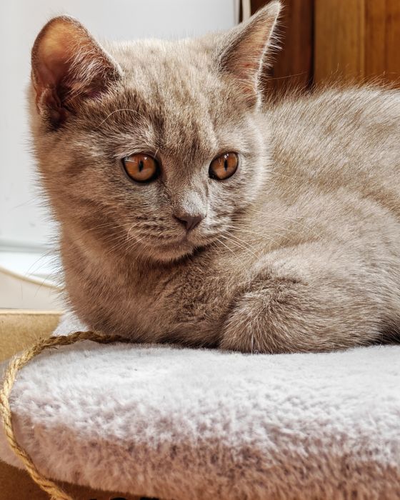 Продам котенка девочка 3 месяца
