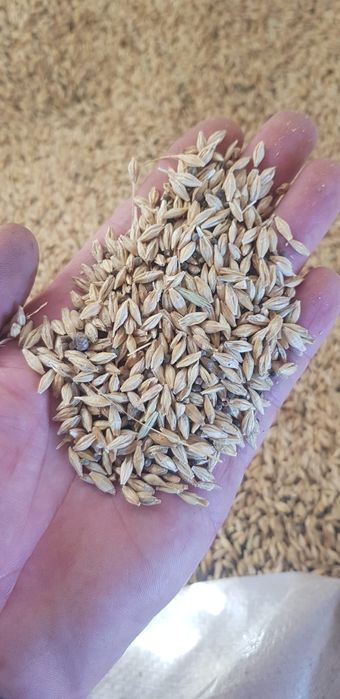 1,4 Orzoaica de toamna cca. 1500 kg, prod. 2025, transport la cerere