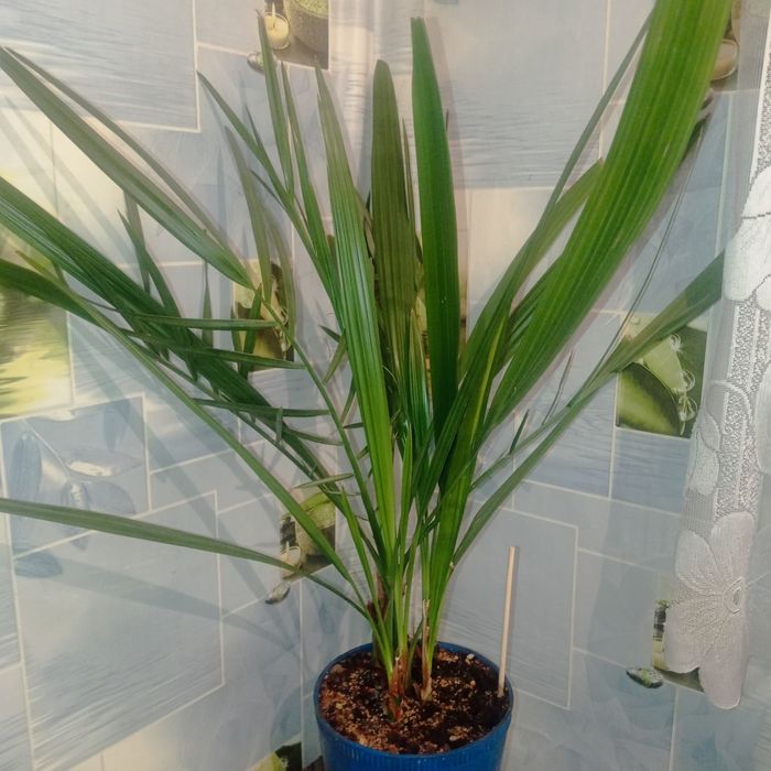 Продам комнатные растения