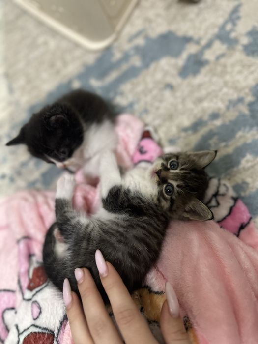 Котята бесплатно