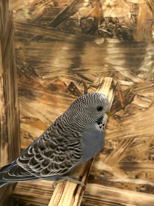 Vând papagal femela