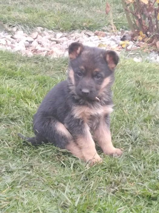 Немски овчарки на 2 месеца