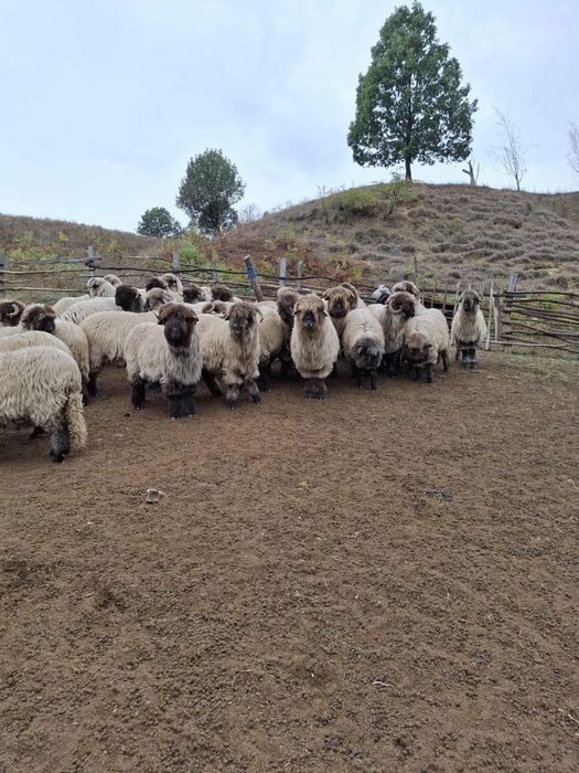 Vand oi 50 de bucati