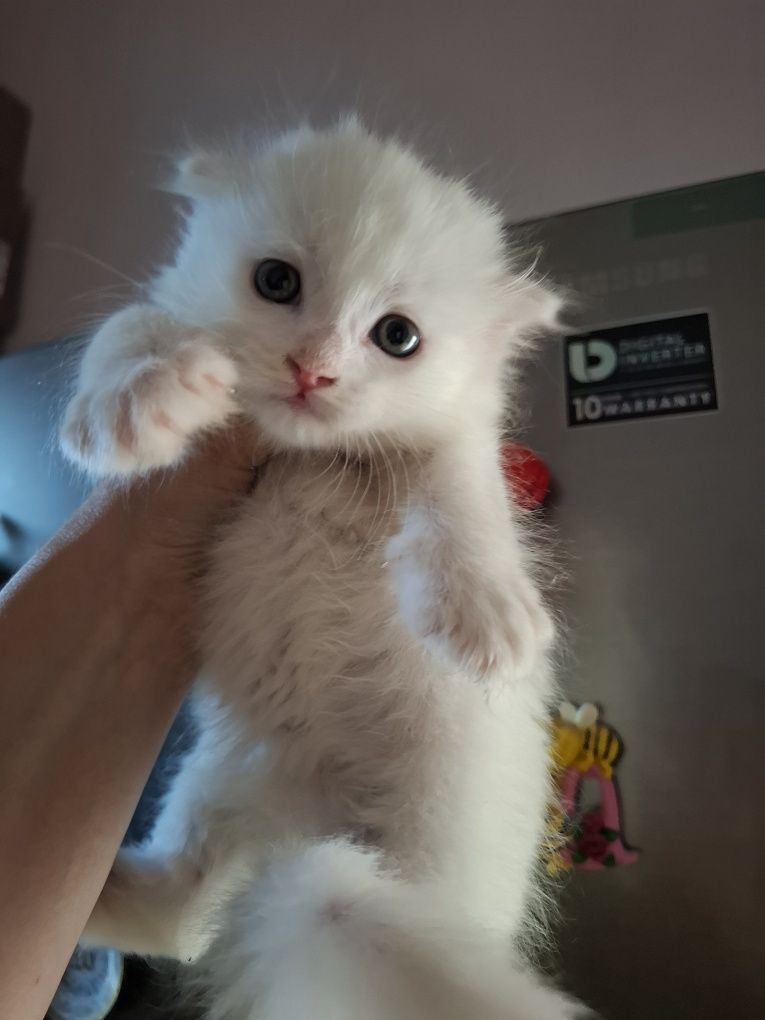 Котята на продажу