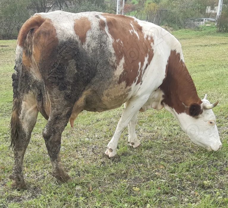 Vînd 2 vaci una de 6 ani și una de 2 ani