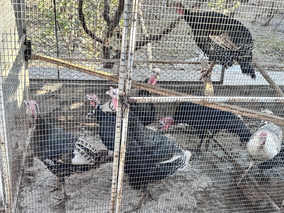 Индюклар сотилади