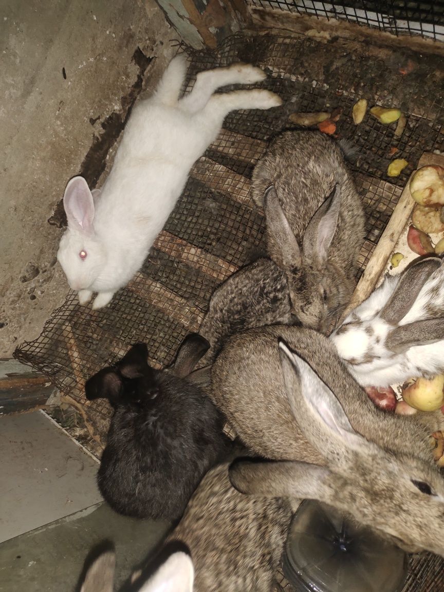 Quyonlar sotiladi zoti flander zotlari toza xomiladori xam bor .