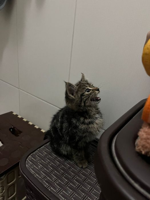 Отдам котёнка расцветки Табби