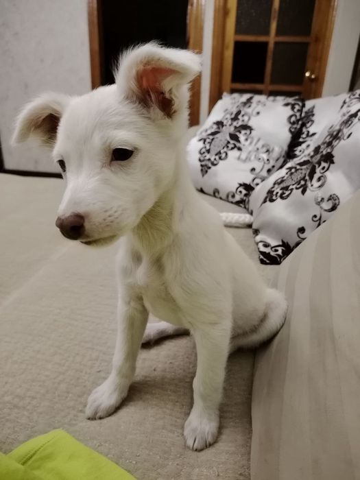 Щенок даром в добрые руки