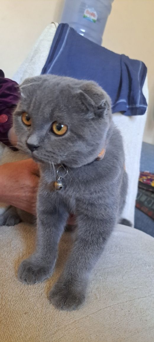 Кошка выслоухая шотландская