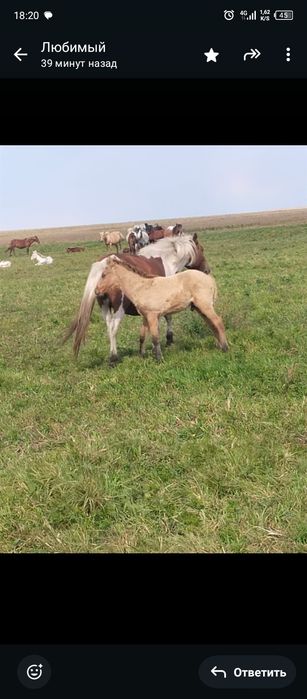 Продам кобылу с жеребёнком 750000 ТГ.