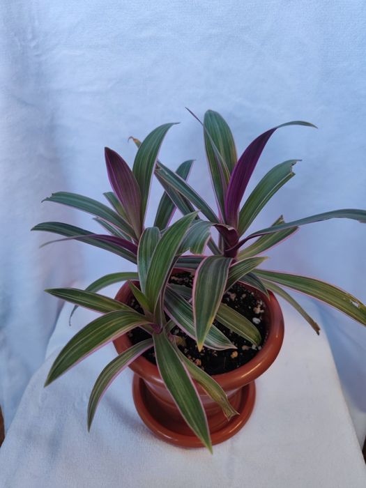 Рео полосатый яркий цветок