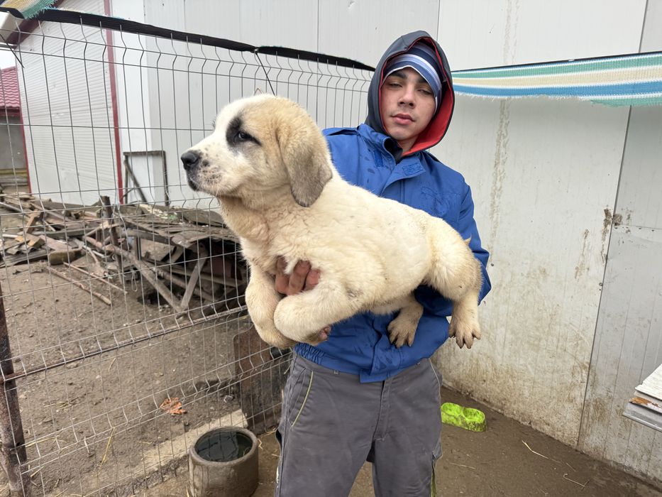 Femela Asia Centrala