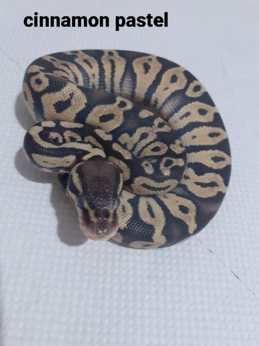 Pui piton regal phyton ball