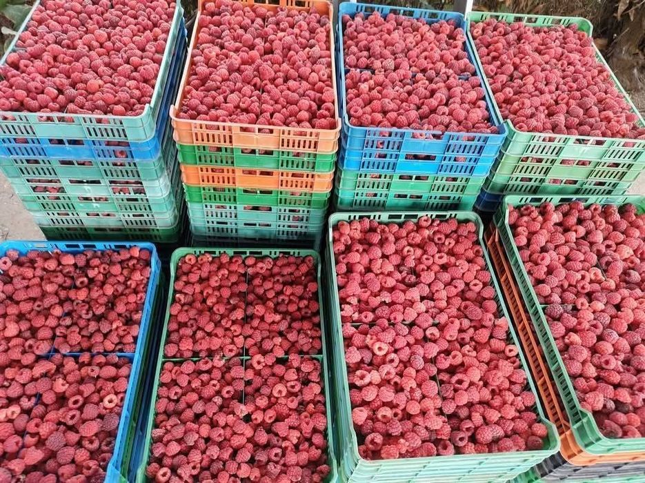 Продавам разсад малини