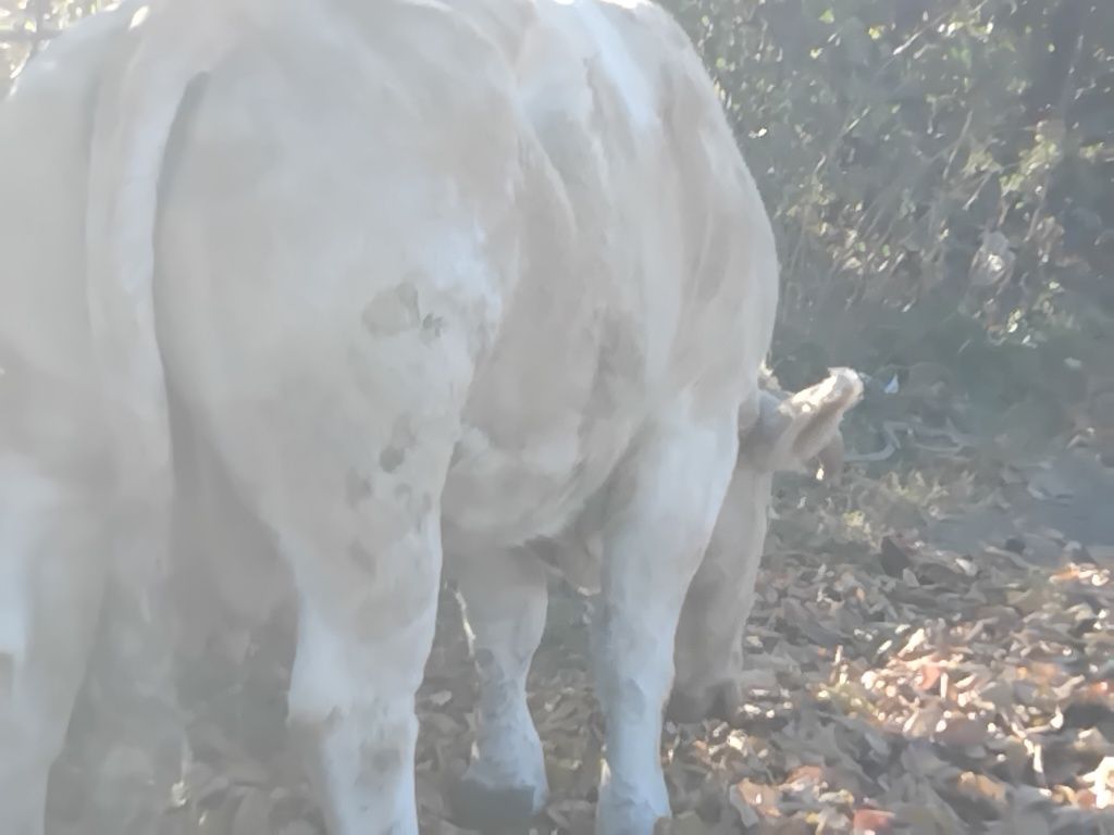 Se vinde animal mai multe detali la tel