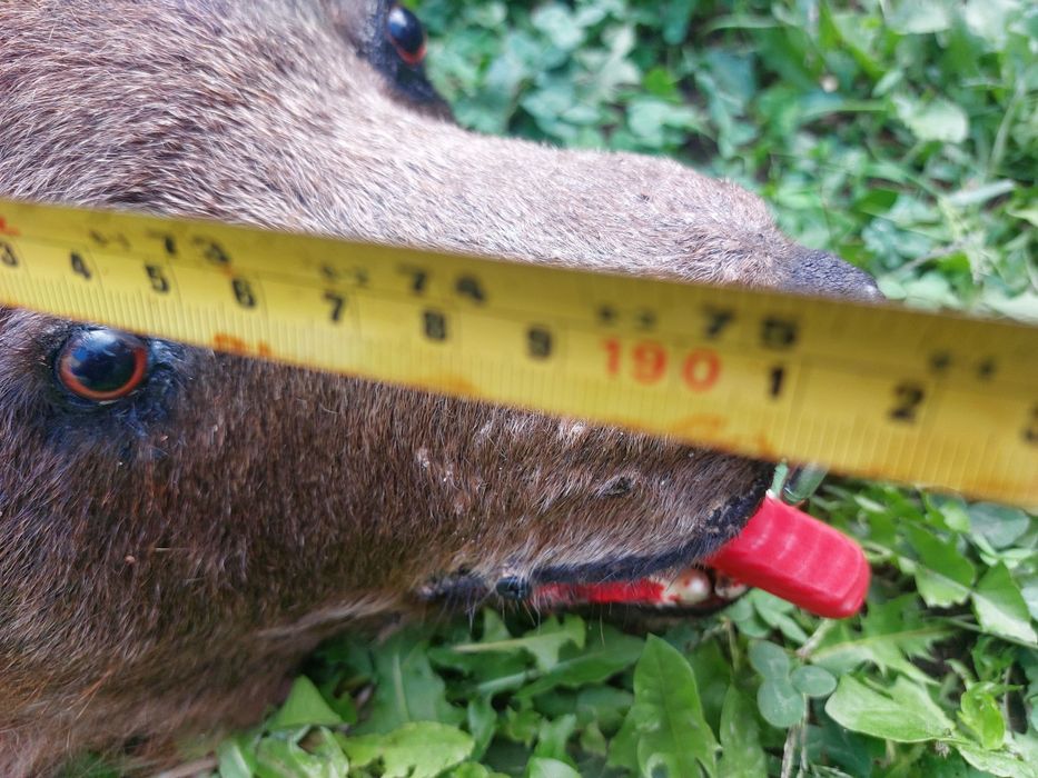 Blana de urs/piele de urs