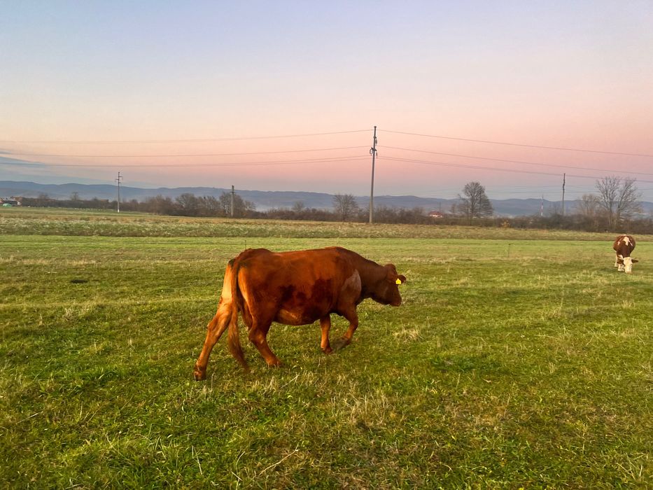 Vând vaca gestanta