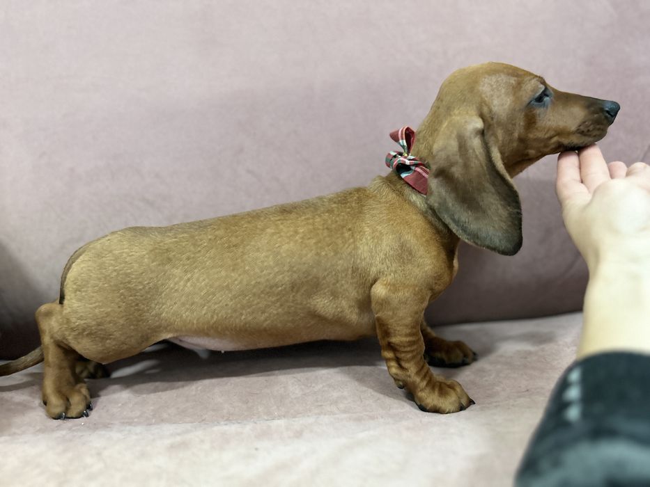 Mascul teckel miniatura cu Pedigree Fci