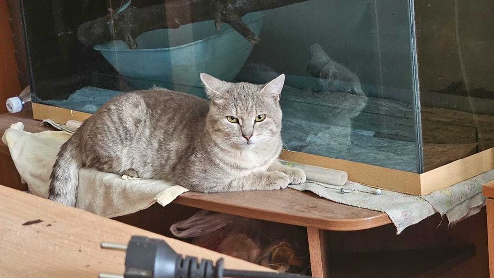 котик чистый, ухоженный, ласковый, любит детей