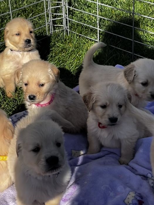 Чистокръвни Голдън ретривър идеален подарък за рождения ден или повод