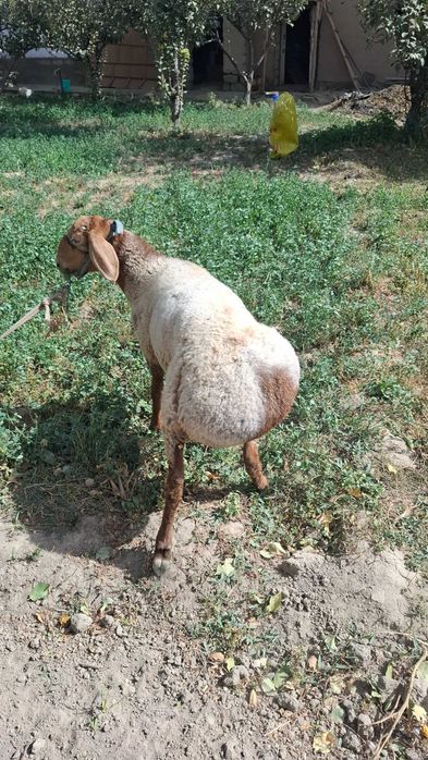 Arashan qo'zi 5 oylik 5.5 mln narxi egzagi sotildi