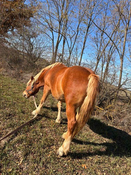 Vand doua iepe Blonde