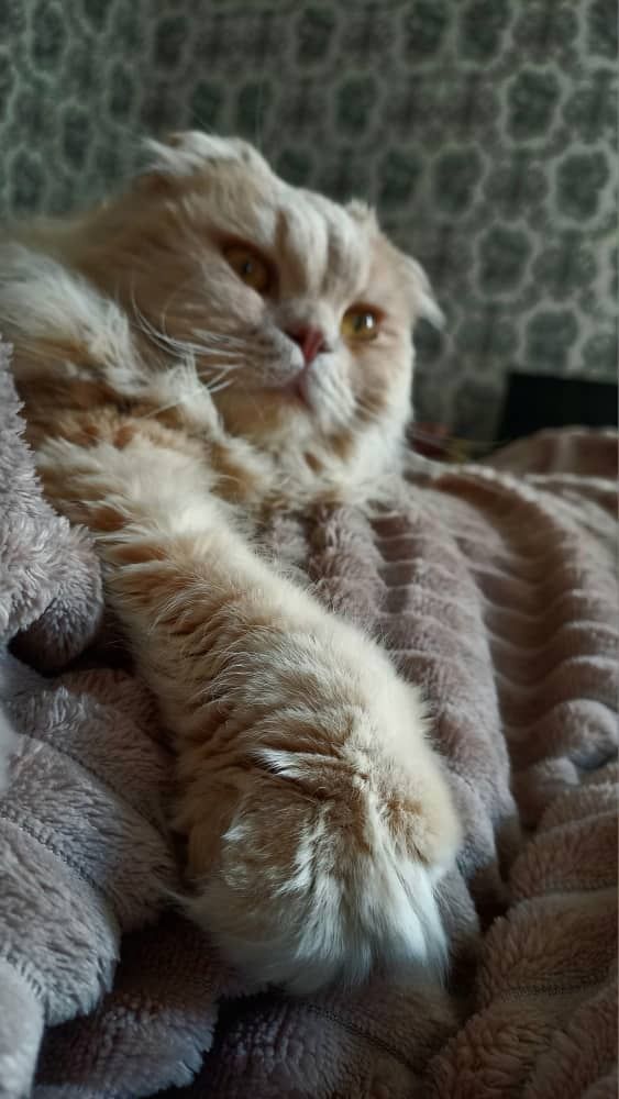 Персидский кот продается