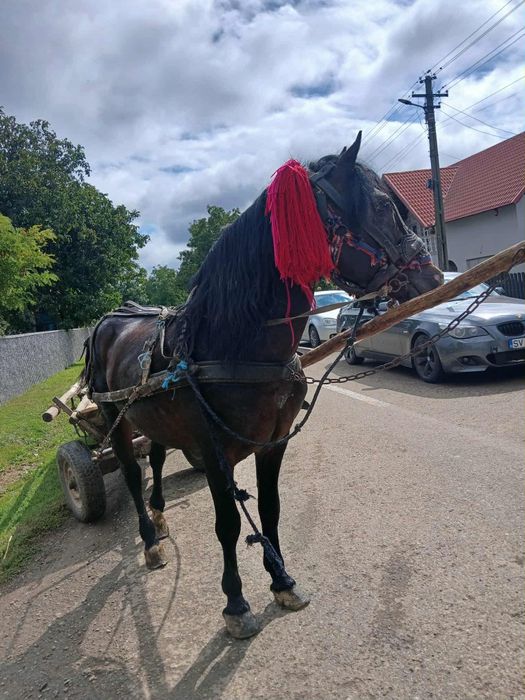 Vând un harmasarel de 9 ani