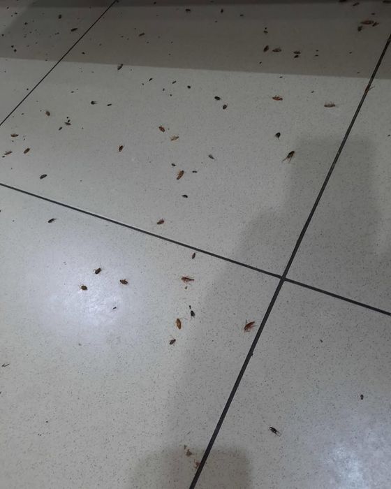 Tez yordam — Klop, Tarakan, Bedbug Dezinfeksiya Navoiy