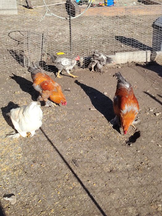 Vând cocosi sau schimb