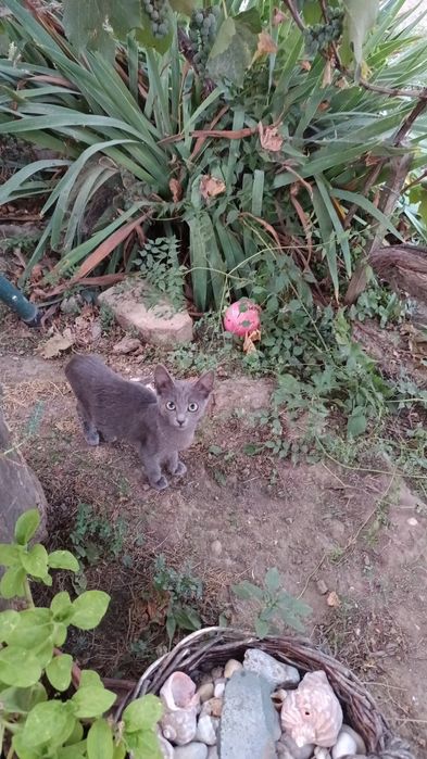 ofer spre adoptie 5 pisicuti (pisoi\pisica/motan)