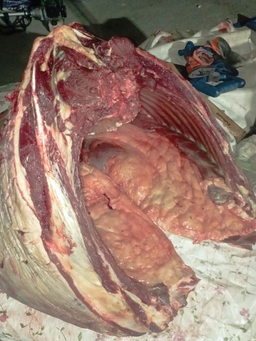 Жарты ет сатылады/жылкы/