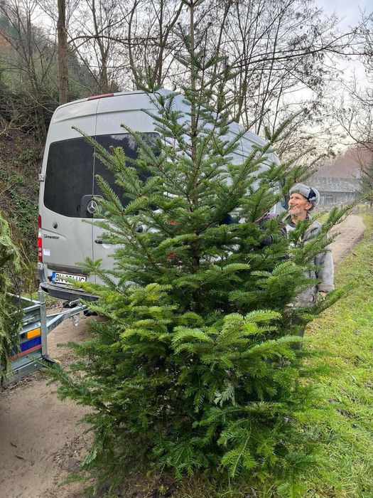 Brazi de craciun din plantatie speciala