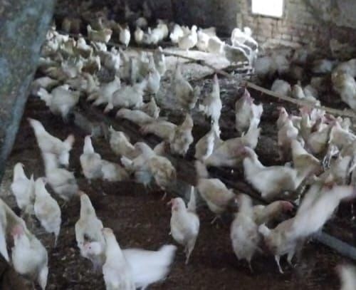 продам курочек породы Легорн