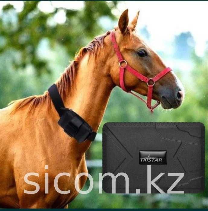 GPS для Лошадей/Жылкыга ЖПС Трекер/Батарейка до 120 дней/Настройка