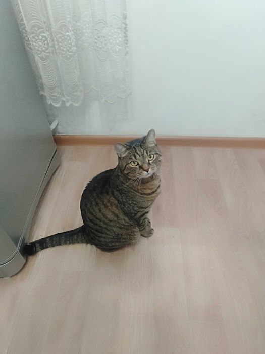 Кота в хорошие руки